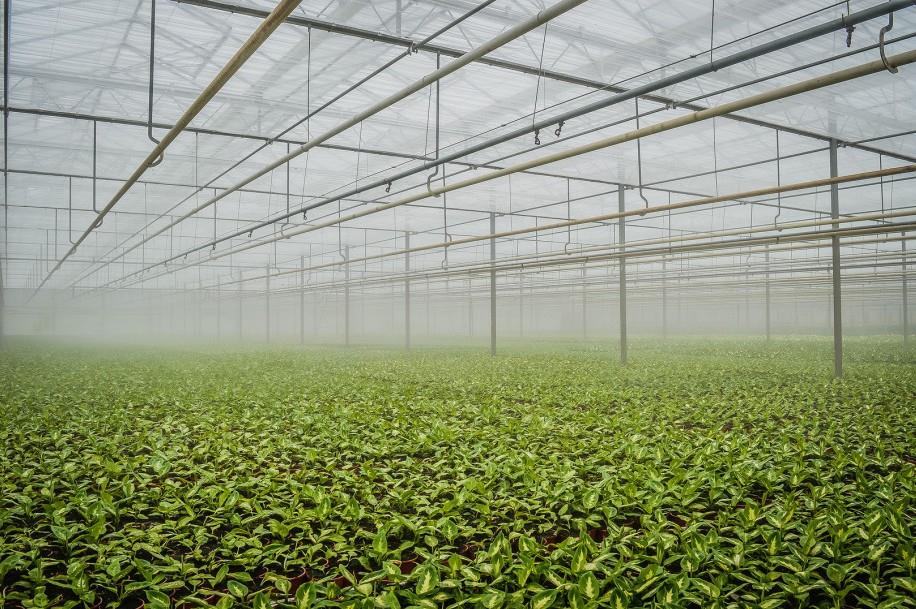 Humidifier for Incubator